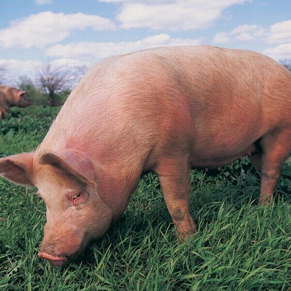 Acceligen sheds light on sustainable pork