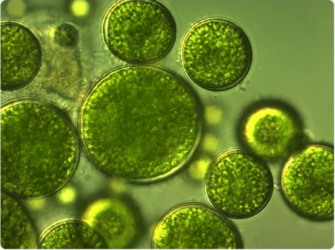 DOE directs $25.5M to improve biofuels and bioproducts