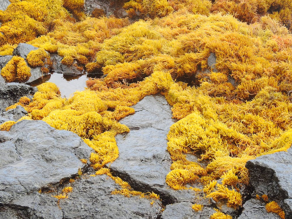 Greener sun protection from plants, bacteria, and algae