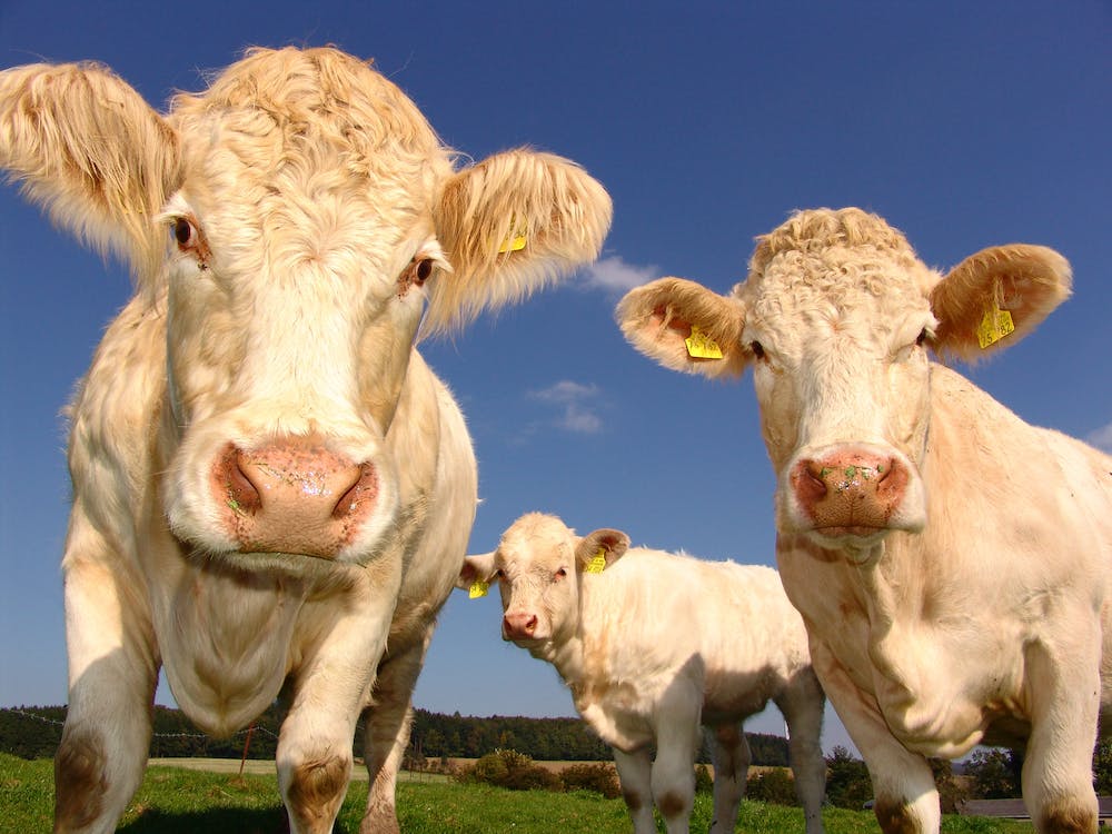 Start-up fighting cow-burped methane lands US$29 M in Series B funding