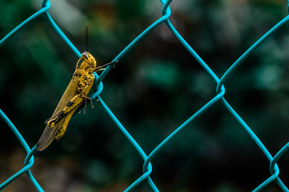 Why insect protein is creating a buzz in Brazil