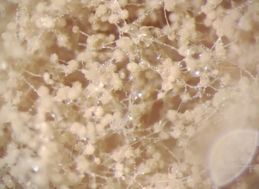 NoMy raises €1.25 M to expand fungal protein technologies