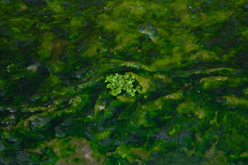 Bio Based Compound EU-funded projects push algae into industrial production - World Bio ...